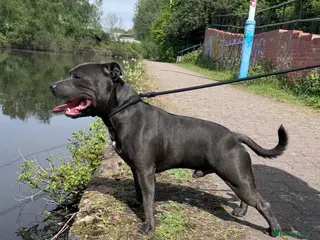 Staffordshire Bull Terrier dogs Proven Stud Dog Blue Staffordshire Bull Terrier - Advert 15