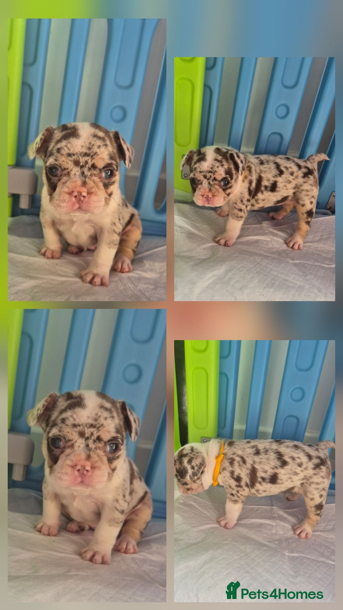 French Bulldog dogs Beautiful french bulldog puppies - Advert 14