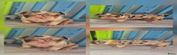 French Bulldog dogs for sale: Beautiful french bulldog puppies in Bristol - Advert 12