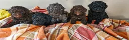 Poodle dogs for stud: Merle black & silver poodle for stud only .  in Lincoln - Advert 12