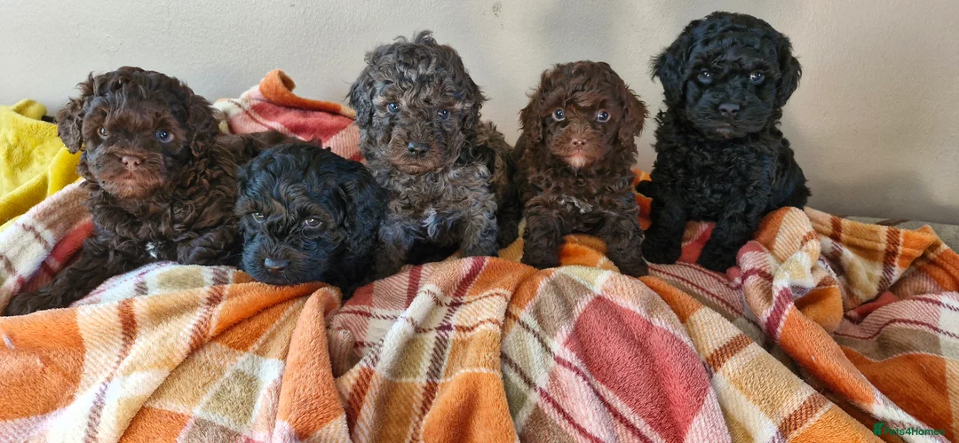Poodle dogs for stud: Merle black & silver poodle for stud only .  in Lincoln - Advert 12
