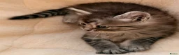 Siberian cats for sale: New imported lines Siberian kittens - Advert 9