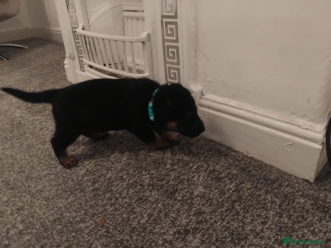 German Shepherd dogs for sale: German shepherd Puppies - Advert 29