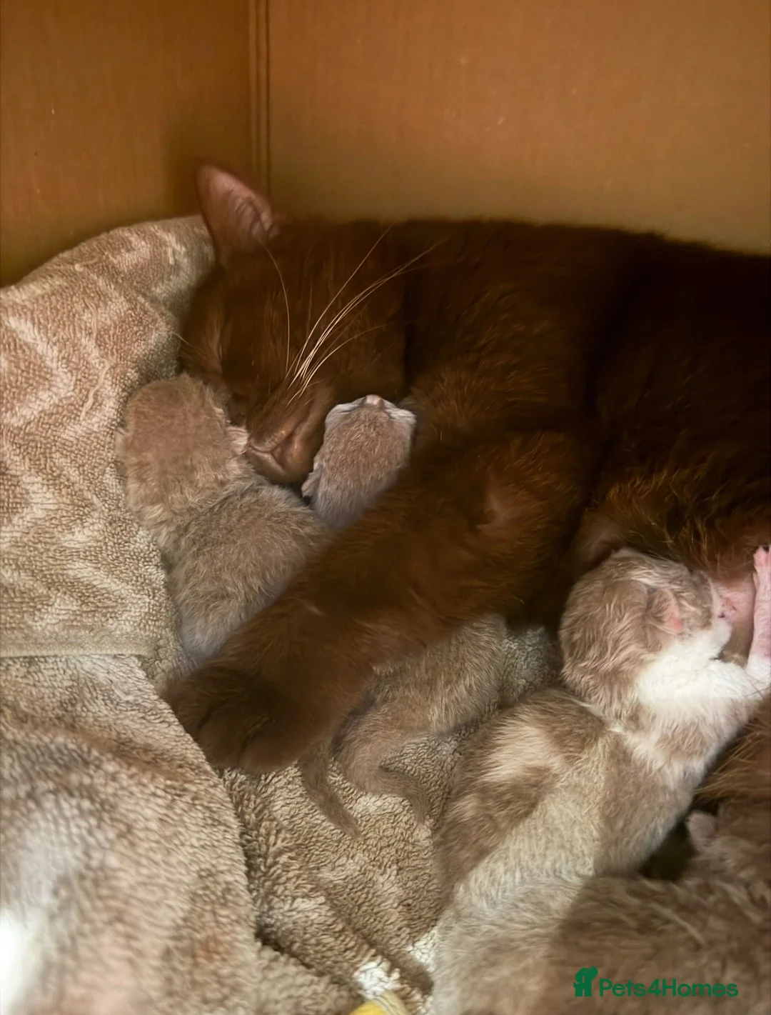 British Shorthair cats for sale: Luxury British Shorthair Kittens–Beautiful Lilac🤍 - Advert 2