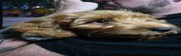 Cockapoo dogs for sale: Beautiful cockerpoo girly in Birmingham - Advert 6