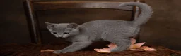 Russian Blue cats for sale: TICA Reg Boutique Russian Blue Kittens  - Advert 34