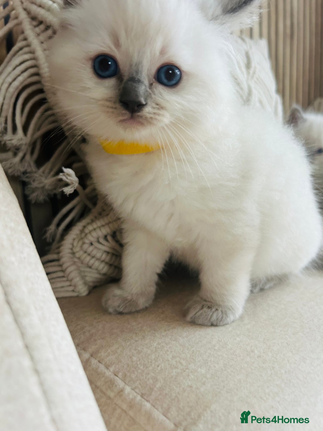 Ragdoll cats for sale: Ragdoll kittens  - Image 7
