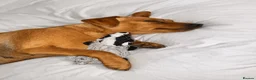 Miniature Pinscher dogs for sale: Miniature Doberman Pinscher Puppies  - Advert 3
