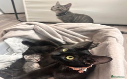 Bengal cats for sale: 6 Cuddly Bengal & Bombay Kittens - Image 5