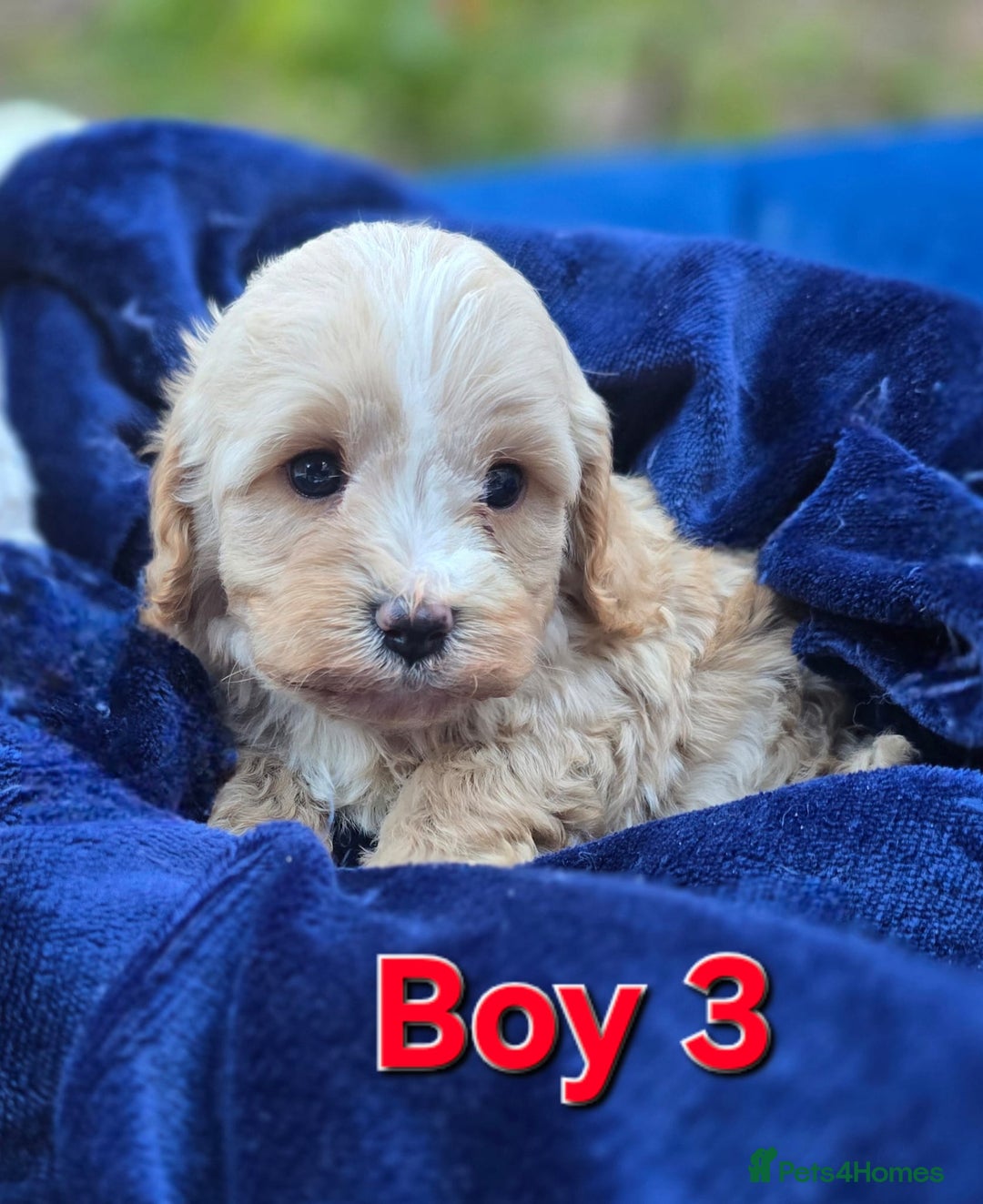 Cavapoo dogs for sale: Health Tested Quality F1 Cavapoo Puppies.  - Advert 17