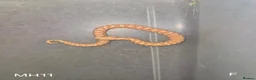 Snake reptiles for sale: Baby Hognoses in Wokingham - Advert 4