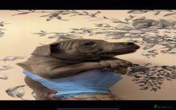 Staffordshire Bull Terrier dogs for sale:  Beautiful blue staffy litter amazing bloodlines - Image 6