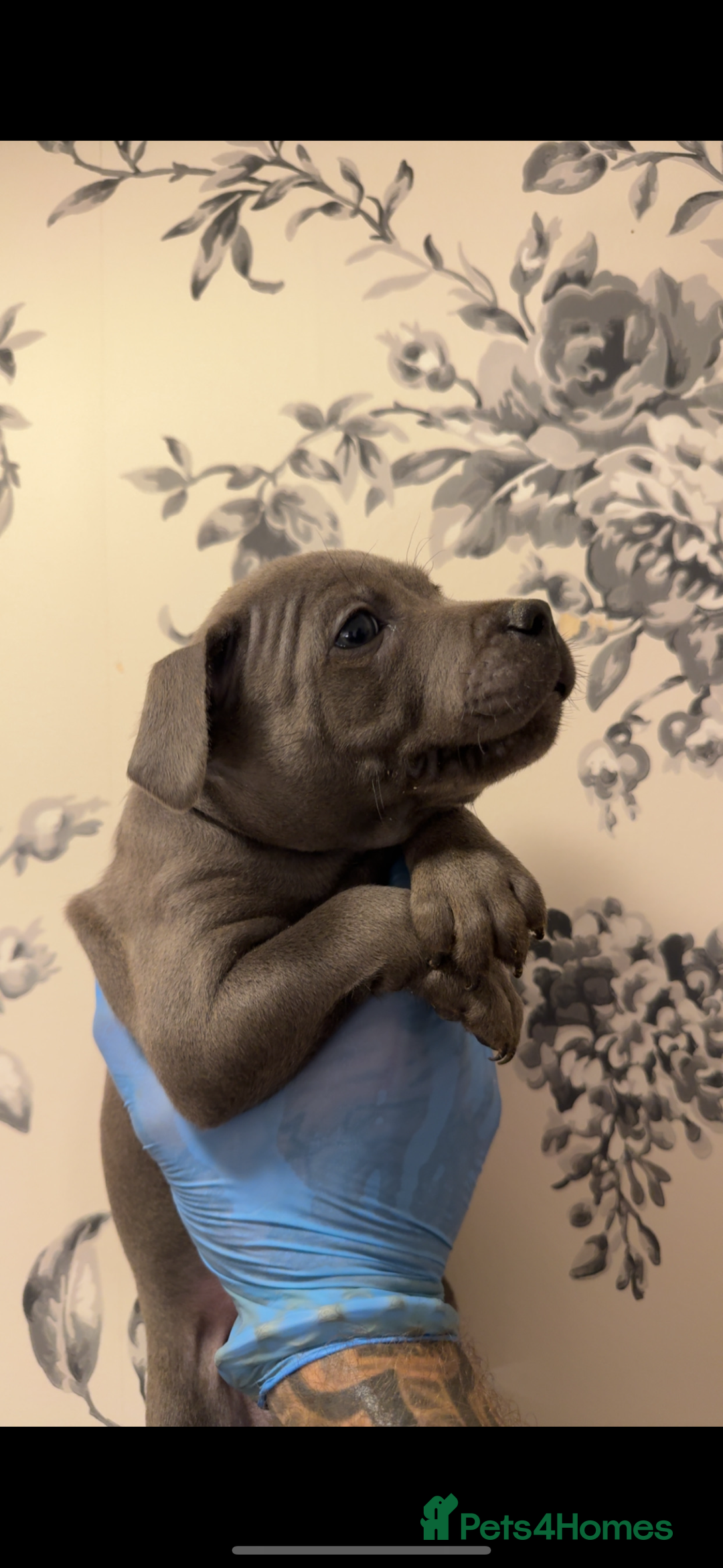 Staffordshire Bull Terrier dogs for sale:  Beautiful blue staffy litter amazing bloodlines - Image 6