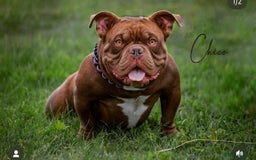 American Bully dogs for sale: American Micro Bully. Ready to go.  - Image 8