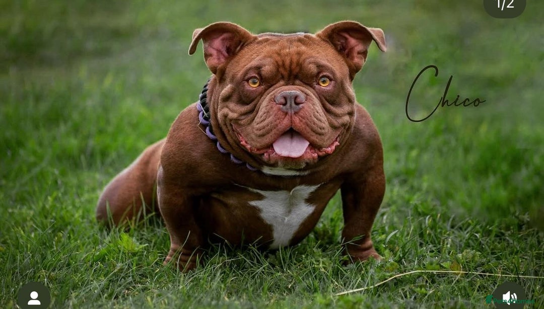 American Bully dogs for sale: American Micro Bully. Ready to go.  - Image 8