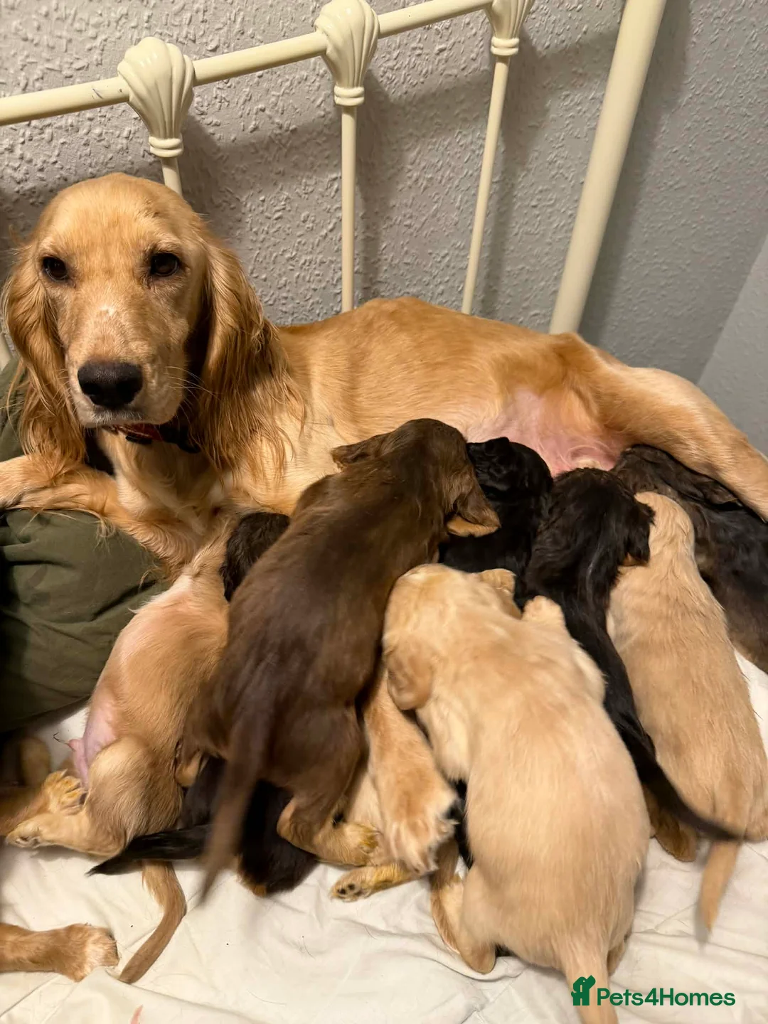 Cocker Spaniel dogs for sale: Cockerspaniel puppies in Ellesmere Port - Advert 1