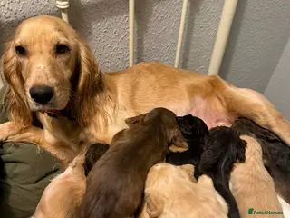 Cocker Spaniel dogs Cockerspaniel puppies - Advert 1