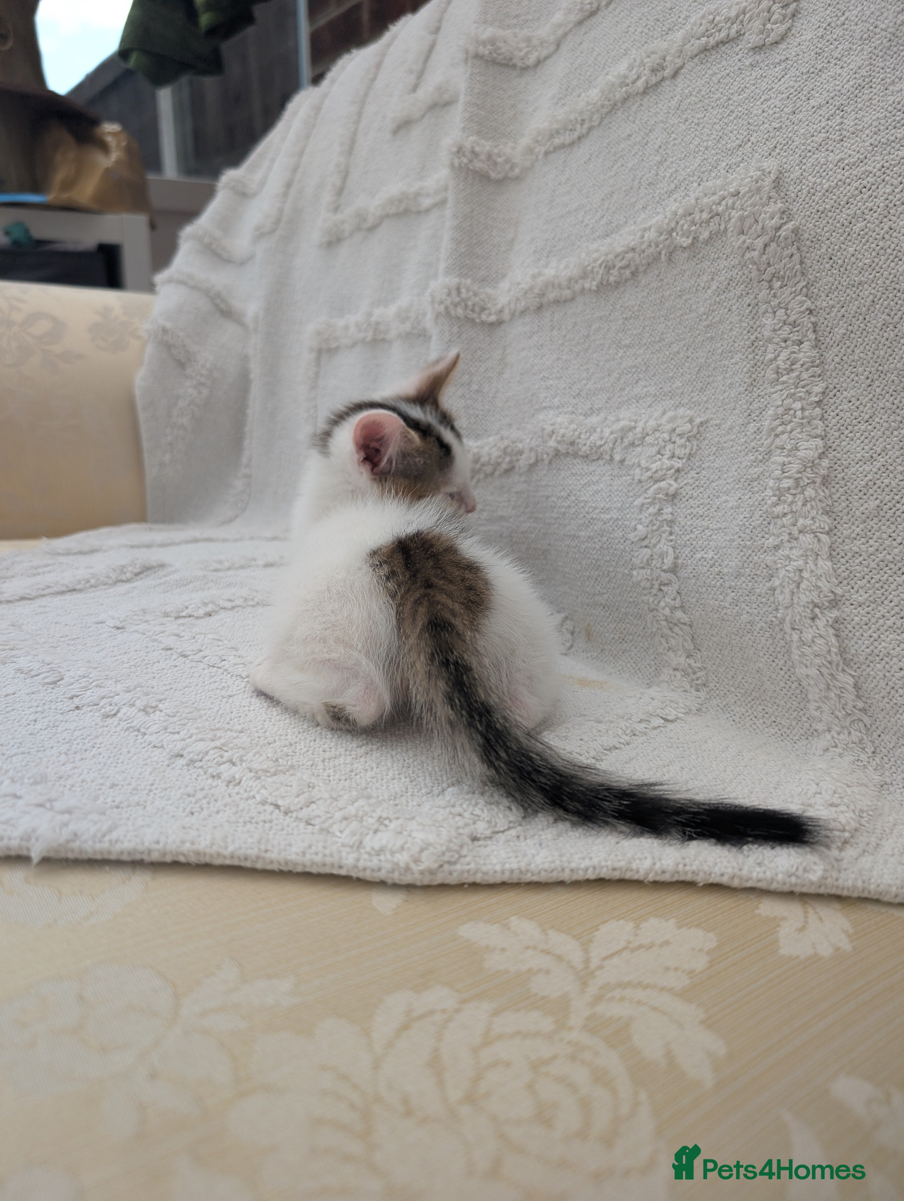 Mixed Breed cats Farm kittens  - Advert 12