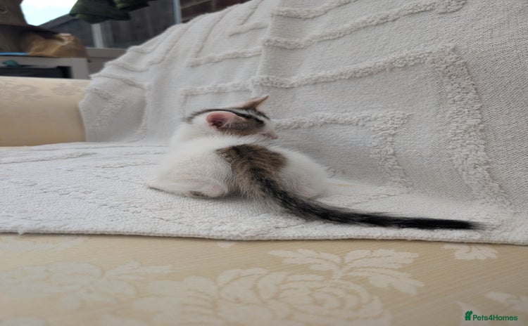 Mixed Breed cats for sale - Advert 2
