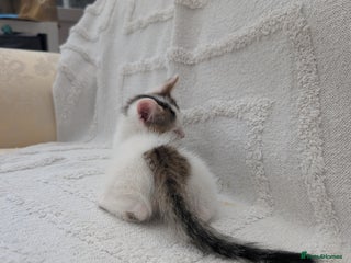 Mixed Breed cats - Advert 5