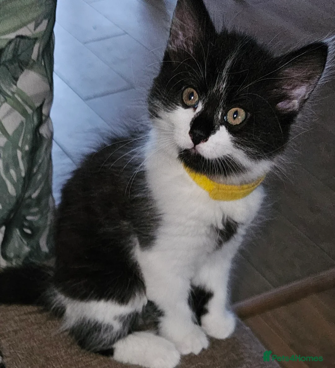 Mixed Breed cats for sale: 5 fluffy shy kittens looking for new home - Advert 2