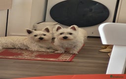 West Highland Terrier dogs for sale: KC pedigree West Highland Terrier puppies  - Image 5
