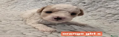 Mixed Breed 6