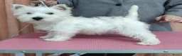 West Highland Terrier dogs for sale: quality female Westie WHWT puppy  - Advert 4