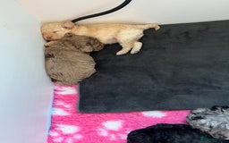 Cockapoo dogs for sale: Stunning health tested F1b cockerpoo puppies - Advert 18