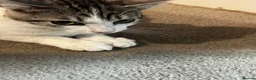Mixed Breed cats for sale: 2 6monyh old kittens in Ayr - Advert 4