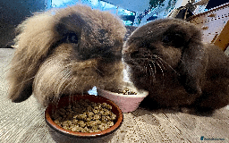 Mixed Breed rabbits for sale: 2 x Bonded Mini Lop X Lionhead Rabbits  - Image 2