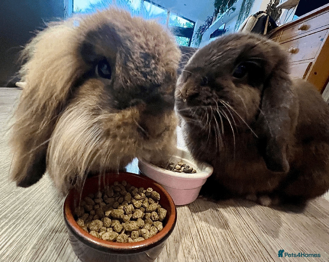 Mixed Breed rabbits for sale: 2 x Bonded Mini Lop X Lionhead Rabbits  - Image 2