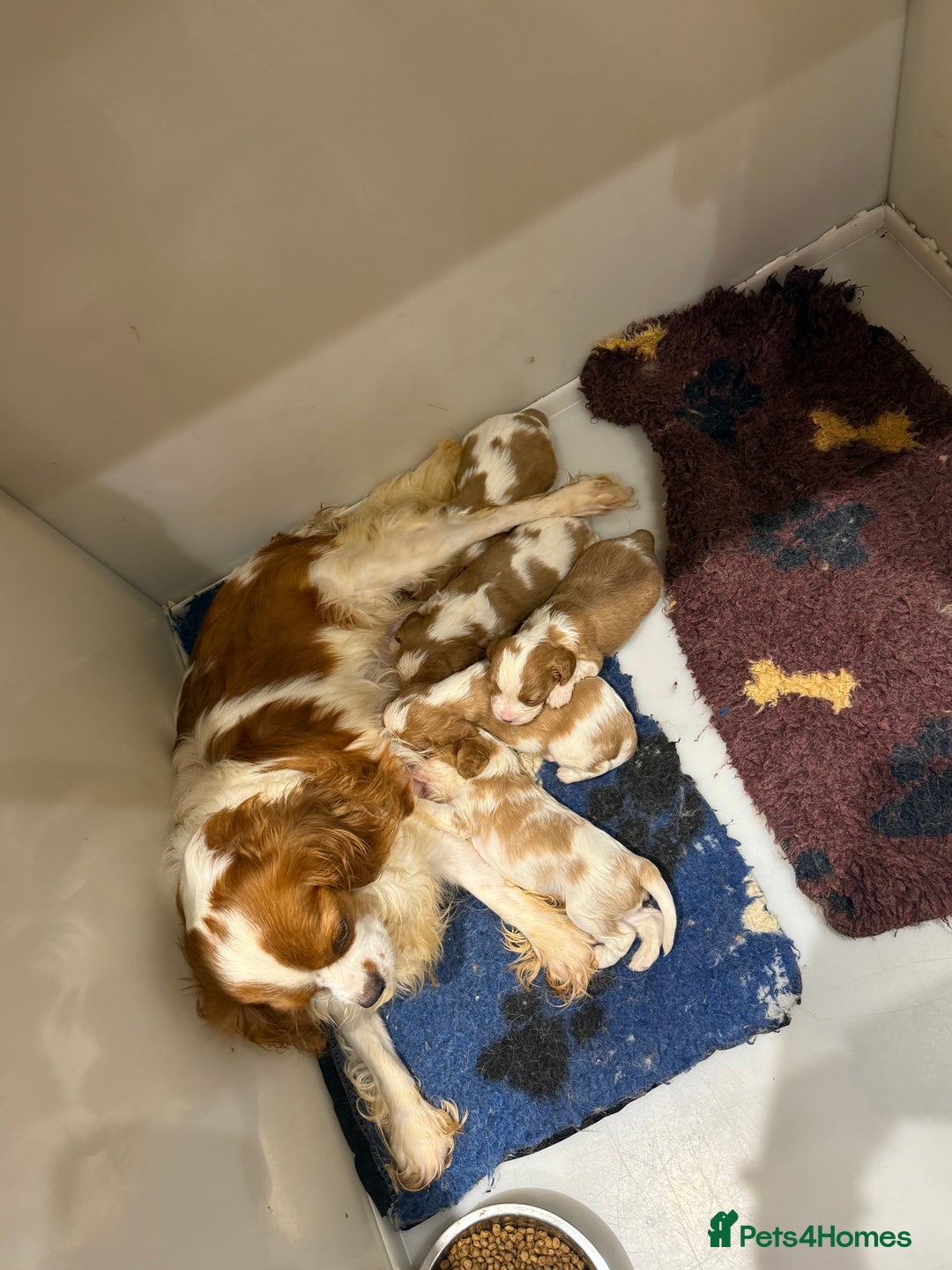 Cavalier King Charles Spaniel dogs for sale: DNA Kc reg cavalier King Charles puppies for sale  - Image 3