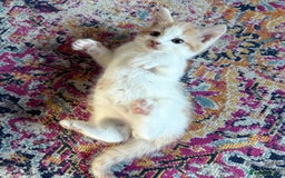 Domestic Shorthair cats for sale: Two male kittens available immediately  - Image 6