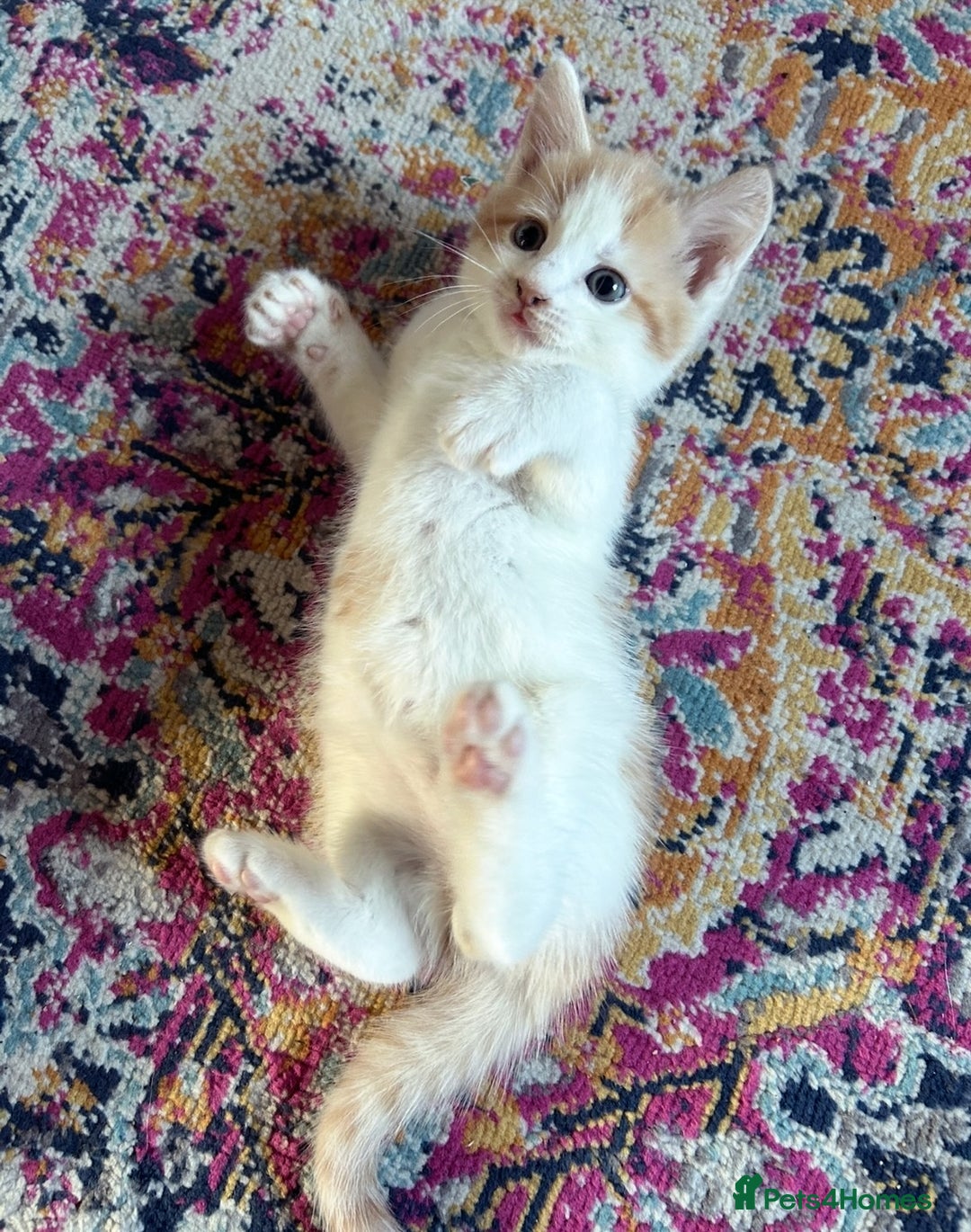 Domestic Shorthair cats for sale: Two male kittens available immediately  - Image 6