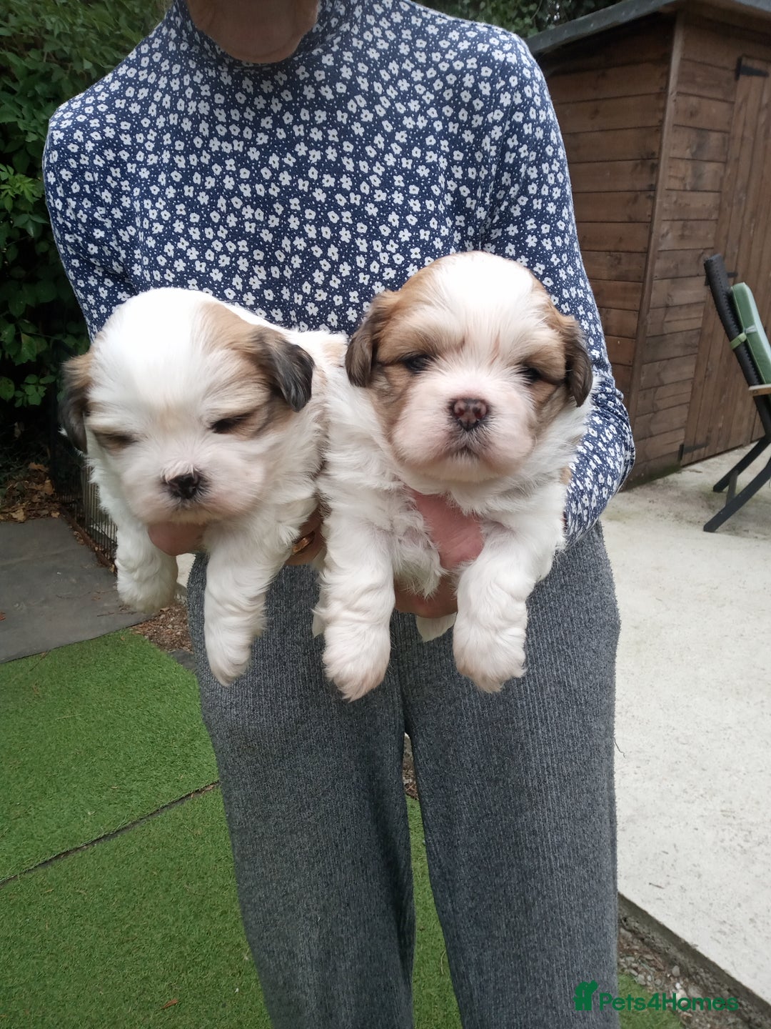 Lhasa Apso dogs for sale: LHASA APSO PUPPIES - Image 2