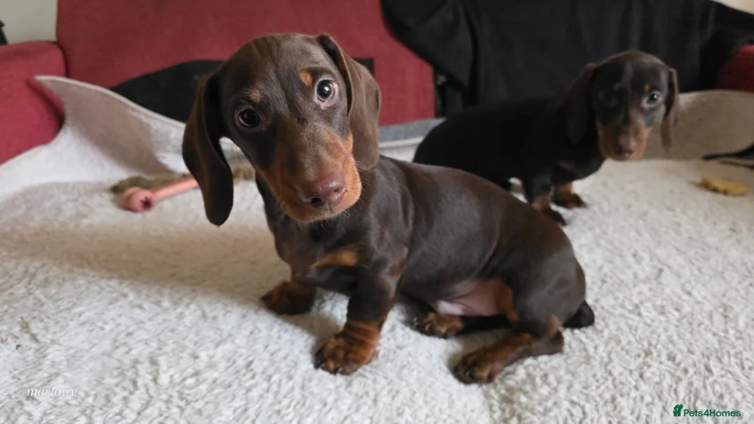 Dachshund dogs for sale: Dachshund x2 male available - Advert 1
