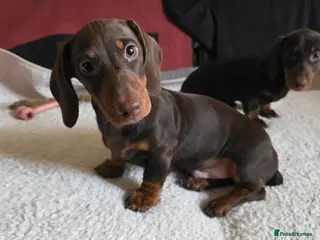 Dachshund dogs Dachshund x2 male available - Advert 1