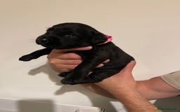 Labrador Retriever dogs for sale: 9 KC Black Lab Pups  - Image 9