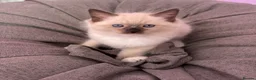 Ragdoll cats for sale: The Most Adorable Ragdoll Boy Kittens💙 - Advert 9