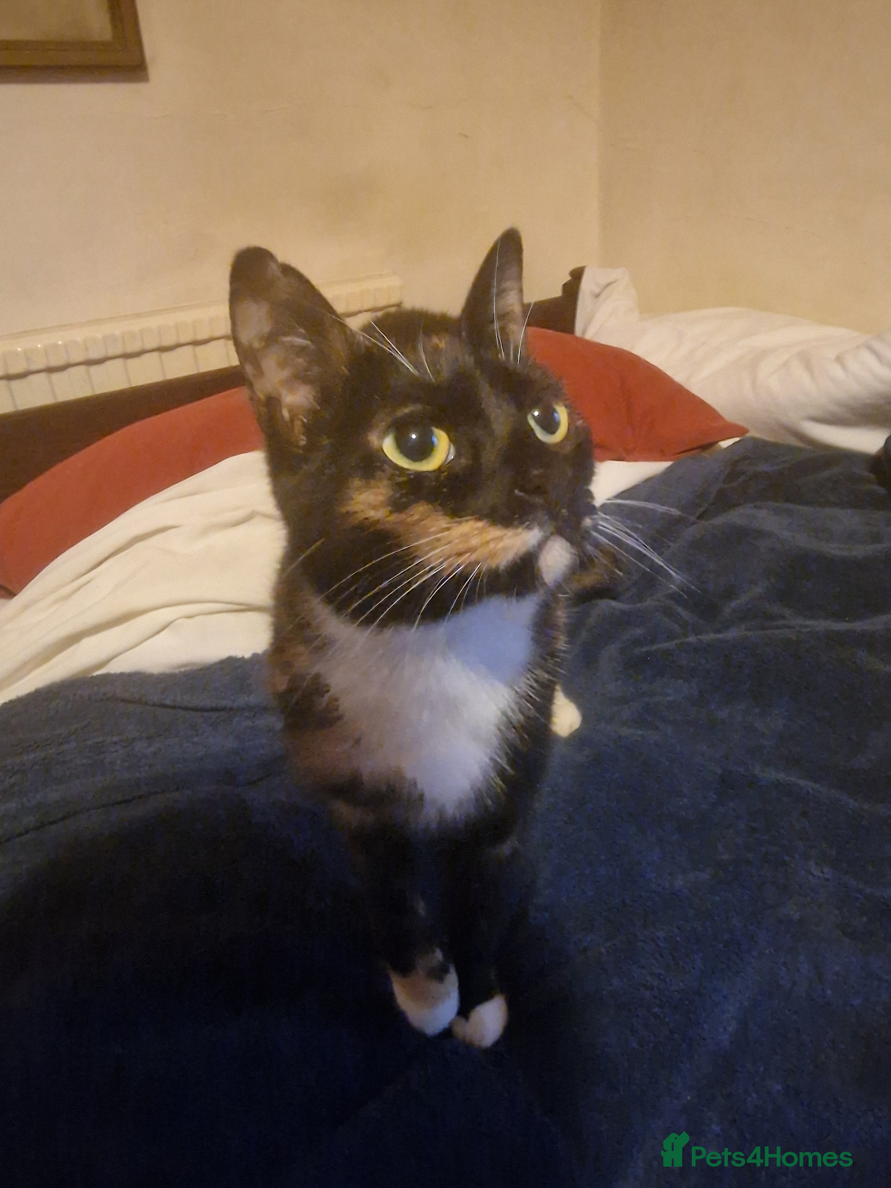 Mixed Breed cats Sweet & Lovable Farm Cat – Ultimate Sofa Buddy in Henley-in-Arden - Advert 16