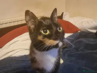 Mixed Breed cats Sweet & Lovable Farm Cat – Ultimate Sofa Buddy in Henley-in-Arden - Advert 16