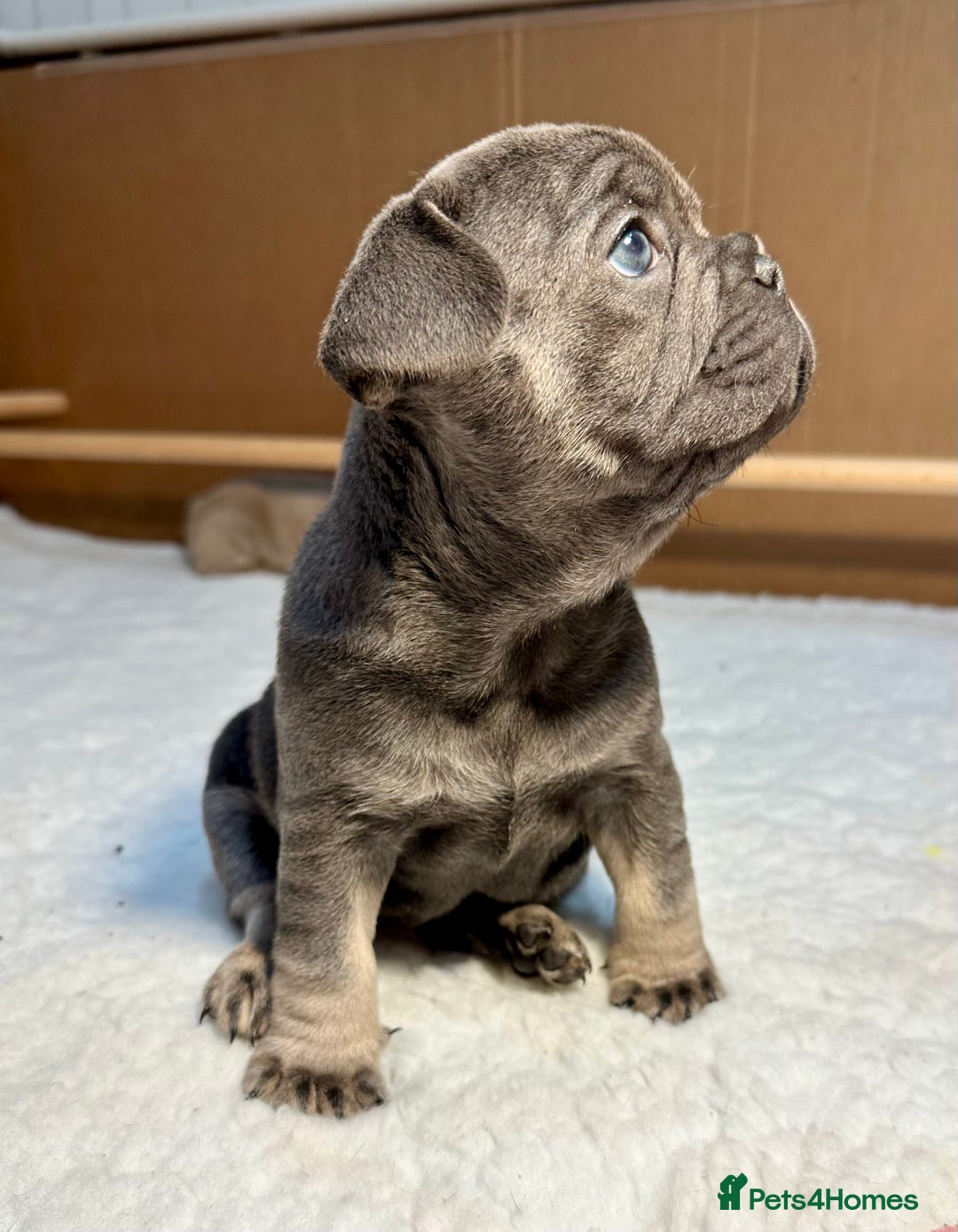 French Bulldog dogs for sale: 🐾 French Bulldog Puppies Available 🐾 - Advert 4
