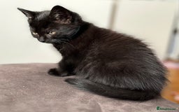 Mixed Breed cats for sale: 2 Female Kittens Ready now! Price reduced!! £40  - Image 6