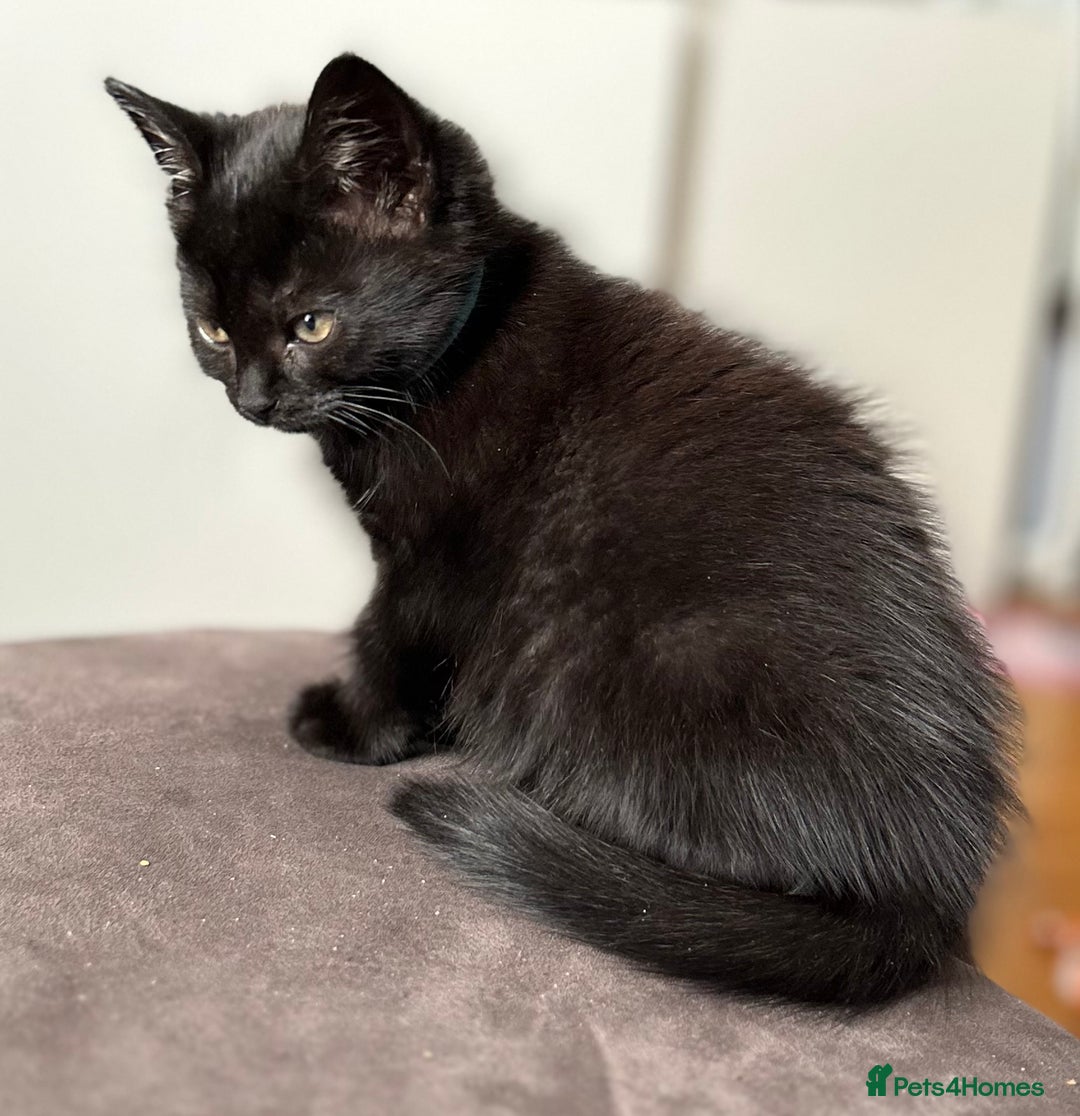 Mixed Breed cats for sale: 2 Female Kittens Ready now! Price reduced!! £40  - Image 6