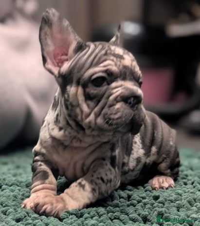 French Bulldog dogs - Advert 12