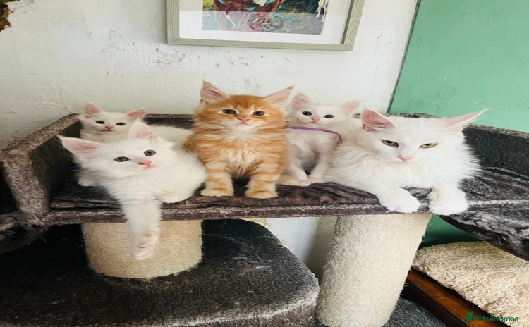Maine Coon cats - Advert 3