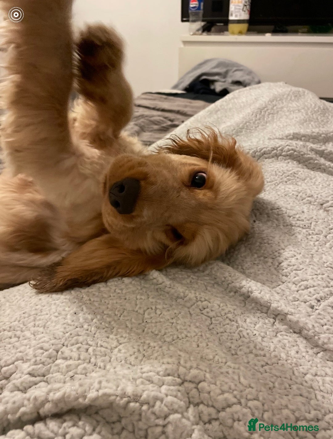 Cocker Spaniel dogs for sale: 6 month old Cocker spaniel boy - Advert 1