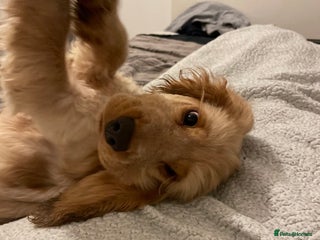 Cocker Spaniel dogs 6 month old Cocker spaniel boy - Advert 1