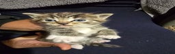 Bengal cats for sale: Beautiful BengalxBlack BengalxHimalayan Kittens - Advert 6